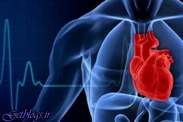 شناسایی آنتی اکسیدان طبیعی که سلامت قلب را اصلاح می بخشد