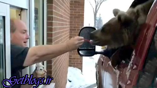 عکس ، جنجال خریدن بستنی جهت خرس در آلبرتا!