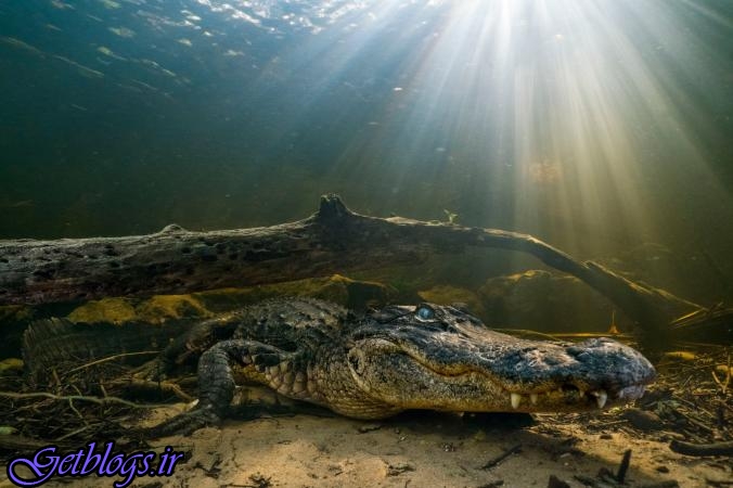 عکس روز نشنال جئوگرافیک از تمساح در زیر آب