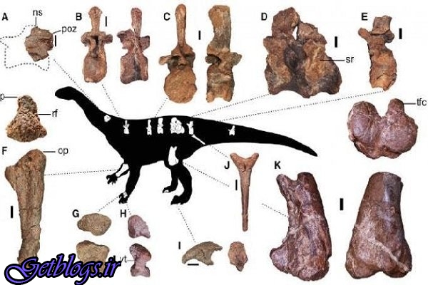 بزرگترین دایناسور دنیا شناسایی شد