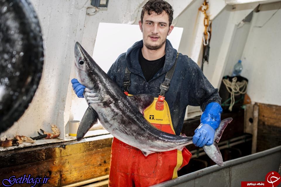 تصاویر) + حمله کوسه سفید 2 متری به ماهیگیر جوان (
