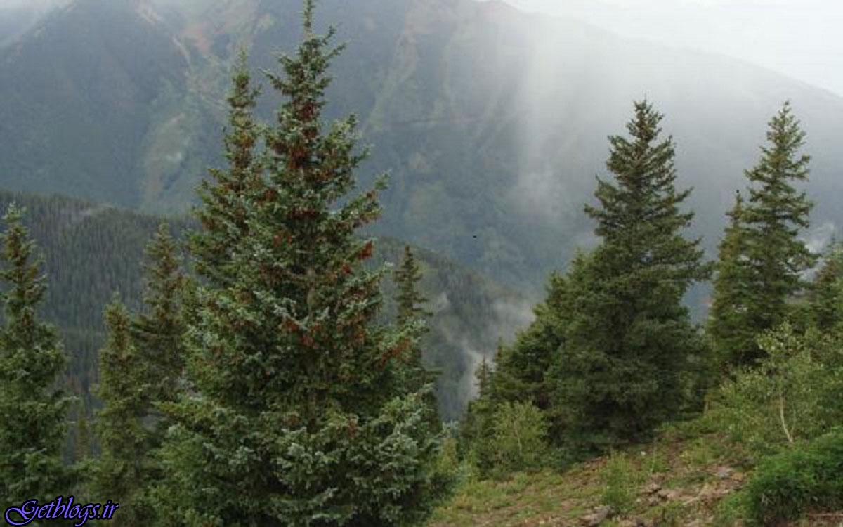 توانایی جذب دی اکسید کربن به وسیله جنگل ها محدود است