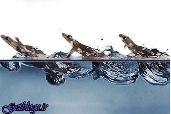 عکس های شناسایی رازهای مارمولکی که روی آب می دود شناسایی رازهای مارمولکی که روی آب می دود