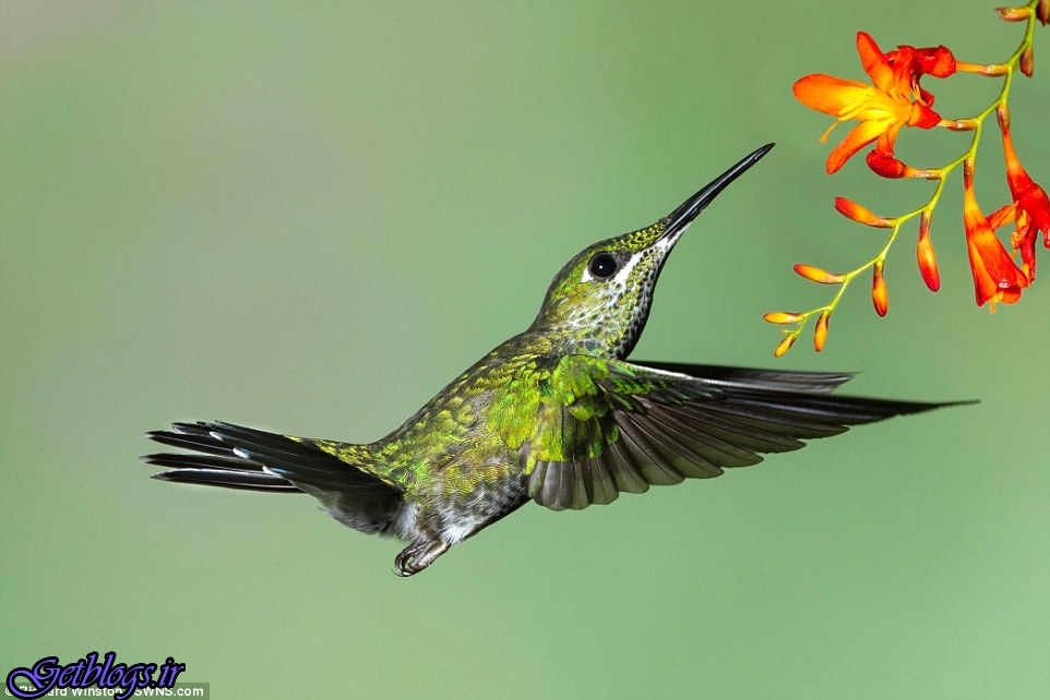 تصاویری قشنگ از دنیای پرندگان در جریان یک مسابقه بین‌المللی حیات وحش