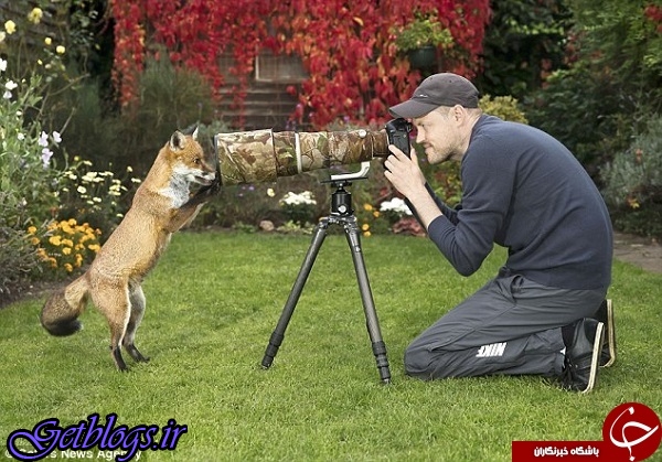 تصاویر) + روباهی که عکاسی می‌کند (