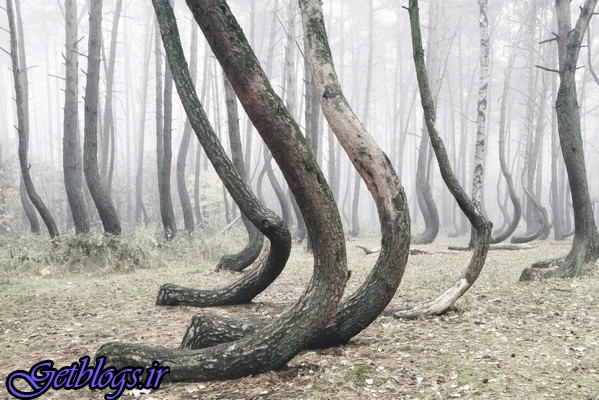 عکس) + ماجرای عجیب جنگل «کج» لهستان (
