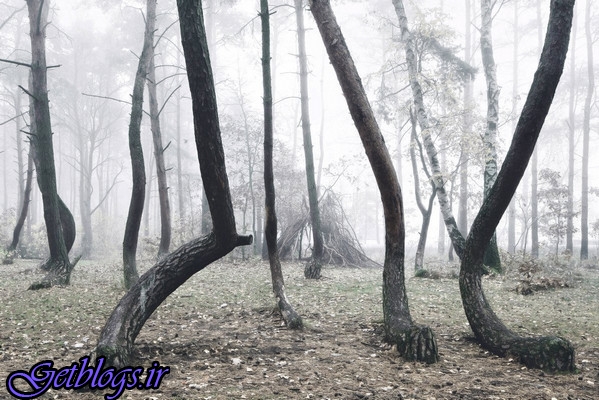 عکس) + ماجرای عجیب جنگل «کج» لهستان (