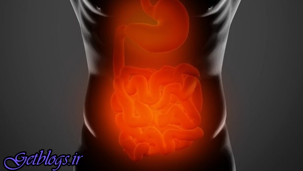 باکتری‌های روده کوچک چه نقشی در چاقی دارند؟