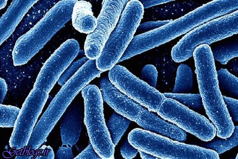 کشف راهی جهت نابودی باکتری ها بدون استفاده از آنتی بیوتیک