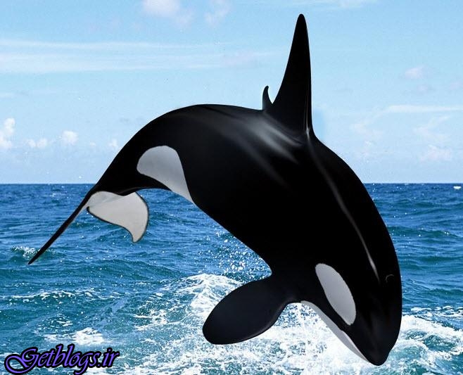 تنها نهنگ قاتلی که مثل انسان حرف می‌زند