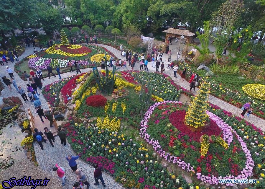 تصویرهای ، نمایشگاه گل‌های داوودی در چین