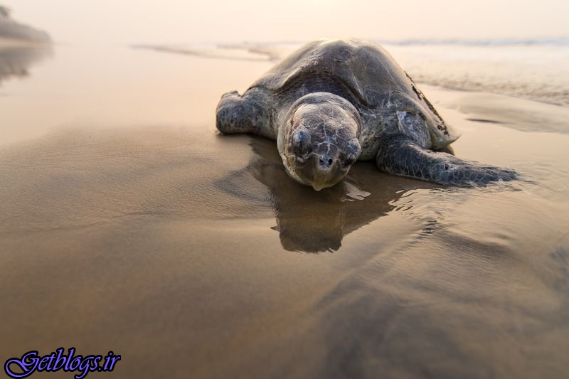 تصویر ، استراحت لاک‌پشت در ساحل در تصویر روز نشنال جئوگرافیک
