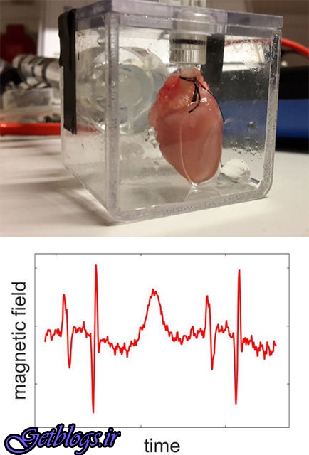 آزمایش دستگاه ارزیابی فعالیت قلب جنین روی حیوان