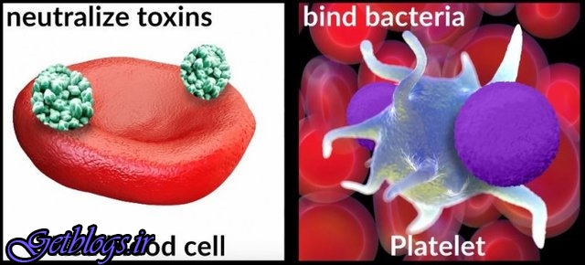 نانورباتی که مواد سمی و باکتری را از خون جدا می‌کند