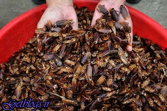 تصاویر) + زندگی عجیب دختر ۹ ساله با هزاران سوسک چندش‌آور! (