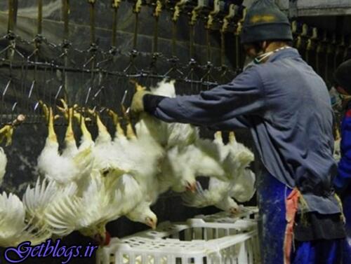 عکس های پرسشها کامیونداران توزیع مرغ را مختل کرده است ، قیمت مرغ در کشتارگاه به 9800 تومان رسید پرسشها کامیونداران توزیع مرغ را مختل کرده است ، قیمت مرغ در کشتارگاه به 9800 تومان رسید